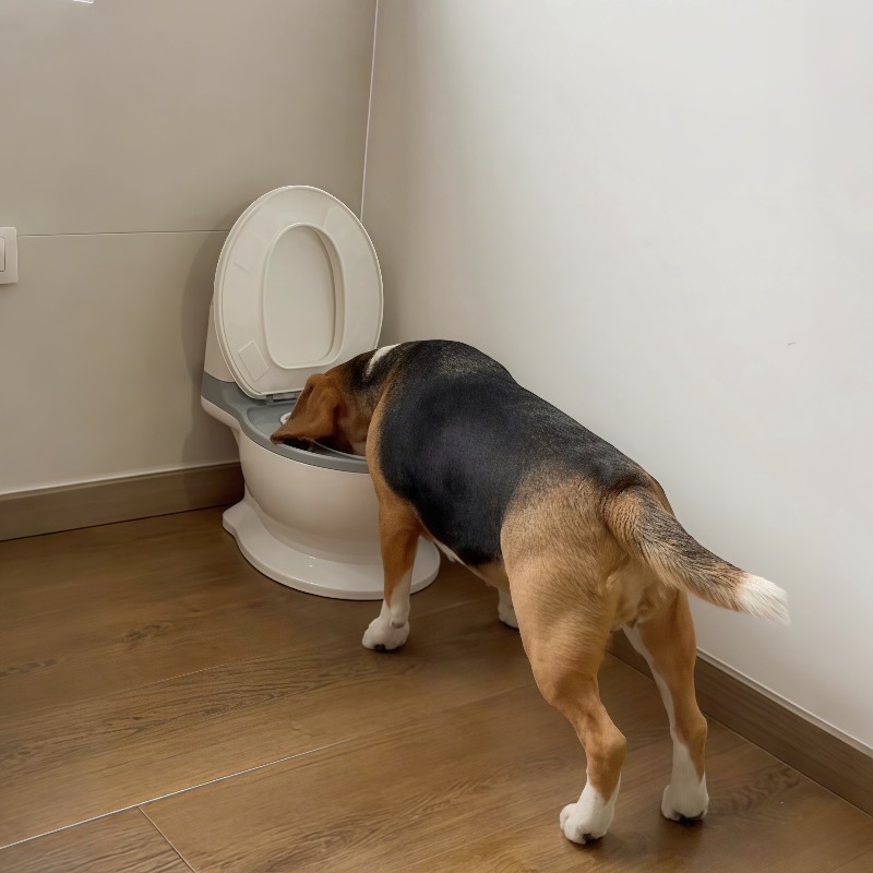 Pet Feeders - Nuevo comedero lento para perros con
