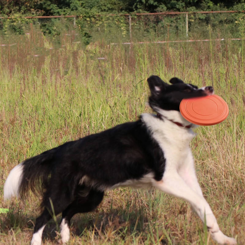 Disco Volador de Goma Blanda M - Flying Disc Dog Training Toy reseña y precio